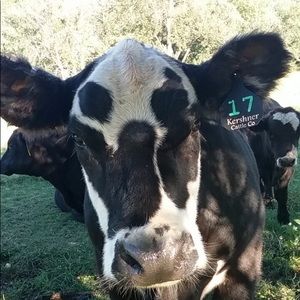 Meet your Posher, Wryn